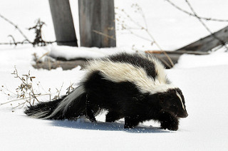 skunk on snowy ground