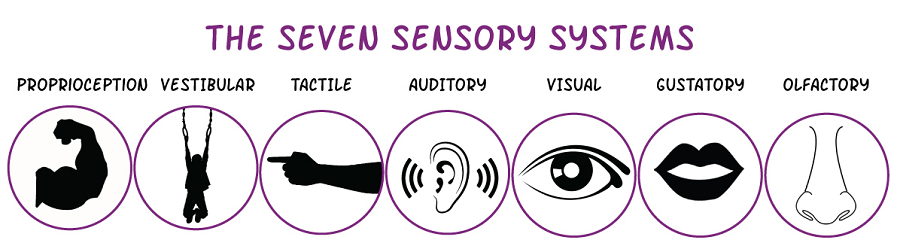 The Seven Sensory Systems: Proprioception, Vestibular, Tactile, Auditory, Visual, Gustatory, and Olfactory with cute graphics depicting each Sense.