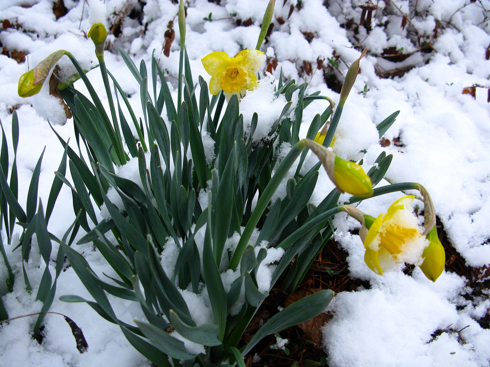 Spring-snow-flowers-daffodil1_-_West_Virginia_-_ForestWander